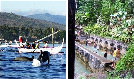 Bali Dolphin | Dolphin at Lovina Beach Singaraja Regency | Bali Tours